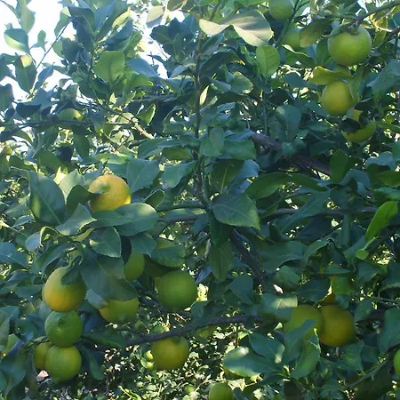 Botanik Ξενοδοχείο